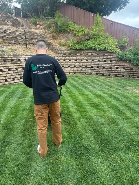 Lawn service: fresh stripes in a backyard